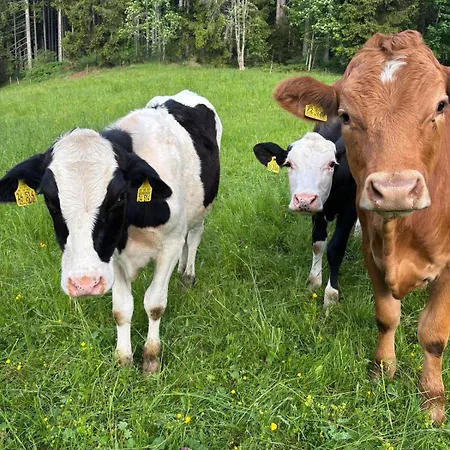 Apartamento Falkaunest Cozy Mit Sauna Am Feldberg (Baden-Wurttemberg)