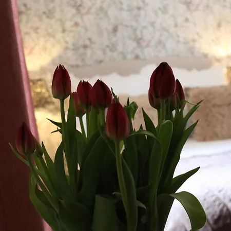 Falkaunest Cozy Mit Sauna Am Apartment